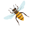 h5-image-bee-min